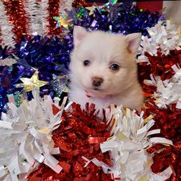 Girl 1 - Chocolate merle female Pomeranian puppy in Lore City, Ohio from Tonia's Pomeranians