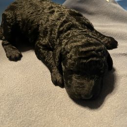 Girl 2 - Black Poodle puppy in Sherman, Texas from Ruth’s Poodles