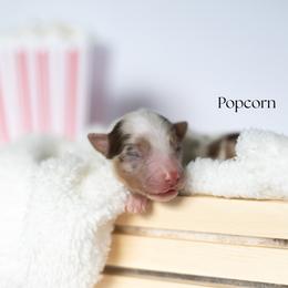 Popcorn - Red merle male Miniature Australian Shepherd puppy in Wooster, Ohio from Kari's Mini Aussies