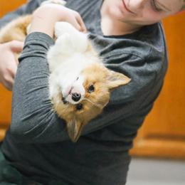 Female 2 - Red female Pembroke Welsh Corgi puppy in Hale, Michigan from All Hale Corgis