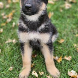 German Shepherd Puppies from Evergreen Acres