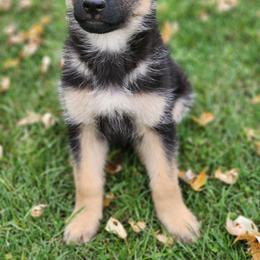 German Shepherd Puppies from Evergreen Acres