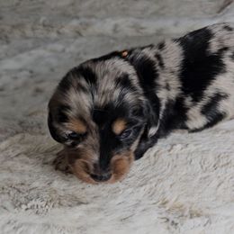 Draco - Dapple male Dachshund puppy in Rio Grande City, Texas from Hounds All Night