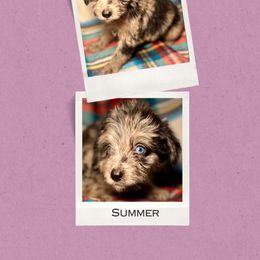Summer - Merle female Golden Aussiedoodle puppy in Bluefield, Virginia from Love on a Leash
