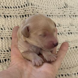 Goldendoodle Puppies from Sweet Doodles of Alabama