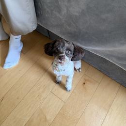 Miniature Schnauzers from Abi Hallows