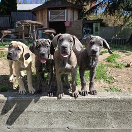 Cane Corso puppies from BOUDICAS CANE CORSO