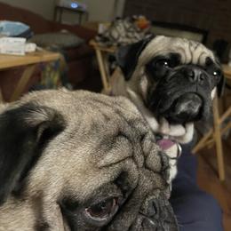 Pug Puppies from Wratchford Farms