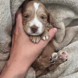 Goldendoodle Puppies from Cedarcrest Goldendoodles
