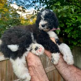 Chester - Black and white male Bernedoodle puppy in Holt, Missouri from Mindys Doodles