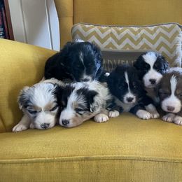 Australian Shepherd Puppies from Kelly Krew Aussies