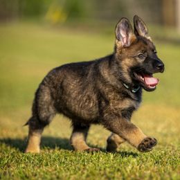 German Shepherd Puppies from Sommerfeld German Shepherds
