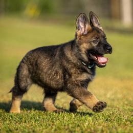 German Shepherd Puppies from Sommerfeld German Shepherds