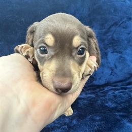 Hot Minute (On Hold Pending Testing) - Chocolate and cream male Dachshund puppy in Memphis, Tennessee from River City Doxies