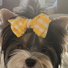 Biewer Terrier and Yorkshire Terrier Puppies from York Town California