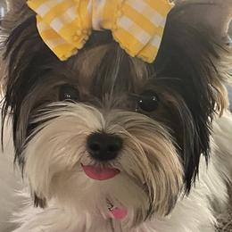 Biewer Terrier and Yorkshire Terrier Puppies from York Town California