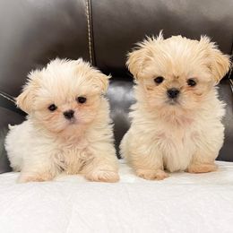 Shih Tzus from FurloveShihtzu
