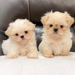 Shih Tzus from FurloveShihtzu