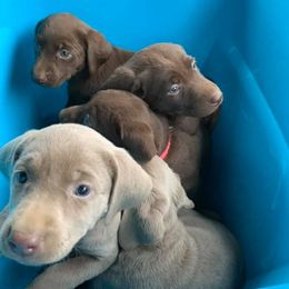 Dilute Retrievers and Labrador Retrievers from Bent Creek Kennels