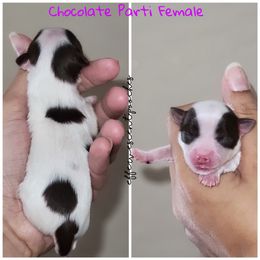 Poodle and Yorkshire Terrier Puppies from Effervescent-Pooches