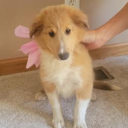 Kasmit - Sable and white female Shetland Sheepdog puppy in Taylorville, Illinois from Kountry Home Shelties