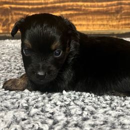 Girl 2 - Black tri female Miniature Australian Shepherd puppy in Sulphur, Louisiana from Triple J Aussies and Corgis