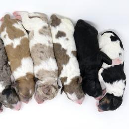 Bernedoodle, Bordoodle, and Poodle Puppies from Pacific Northwest Doodles