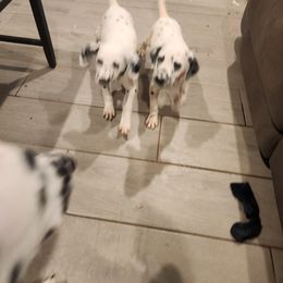 Dalmatian Puppies from America's Dalmatian Friends