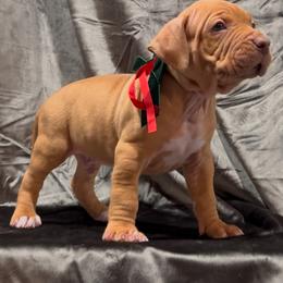 BANNER - Brown male American Bully puppy in Texas from TEXAS BULLY FAMILY