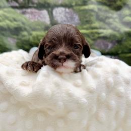 Cocoa - Chocolate male Australian Labradoodle puppy in Anderson, California from Shaggy Doodles