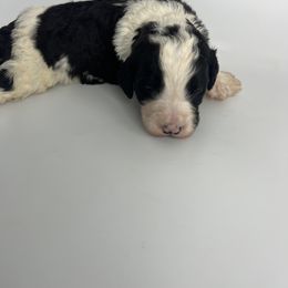 Light Blue Boy - Bernedoodle puppy in Wexford County, Michigan from Blissful Bernedoodles