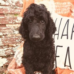Boba Fett - Black Poodle puppy in Arkansas from Blackwood Poodles
