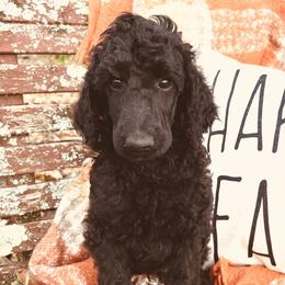 Boba Fett - Black Poodle puppy in Arkansas from Blackwood Poodles