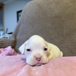 Girl 3 - White female Boxer puppy in Prestonsburg, Kentucky from Bre’s Boxers