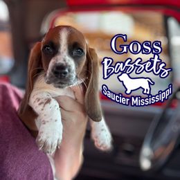 Basset Hound Puppies from Goss Bassets