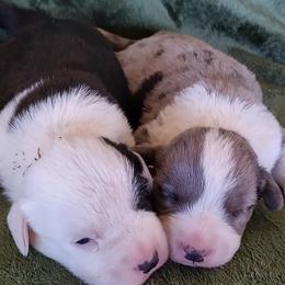 Cardigan Welsh Corgi Puppies from Victory Crown