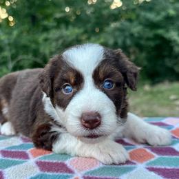 Girl 1 - Brown and white female Aussiedoodle puppy in Hillsboro, Illinois from Perfect Paws Puppies