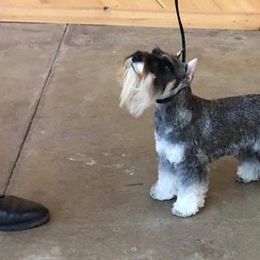 Miniature Schnauzer Puppies from MoonShadow Miniature Schnauzers
