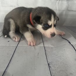 Boy 2 - Siberian Husky puppy in Michigan from DkG kennel LLC.