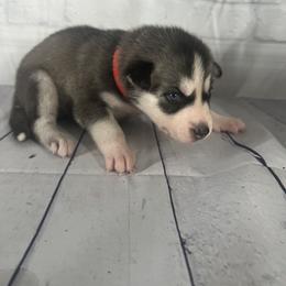 Boy 2 - Siberian Husky puppy in Michigan from DkG kennel LLC.