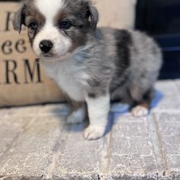 Australian Shepherd Puppies from Blue Creek Farm