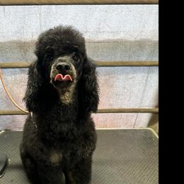 Gracie - Poodle