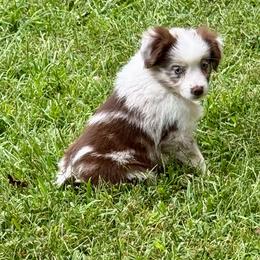 D'arcy - Red merle female Miniature Australian Shepherd puppy in Patterson, North Carolina from DreamLine Aussies