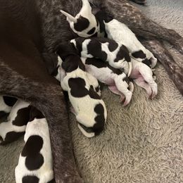 German Shorthaired Pointer Puppies from Blue Kai Kennels