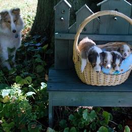 Shetland Sheepdog Puppies from Sheltiepal
