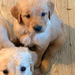 AKC girl 3 - Golden female Golden Retriever puppy in Joshua, Texas from 3 Gun Retrievers