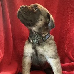 Mastiff Puppies from Eagle Pond Mastiffs