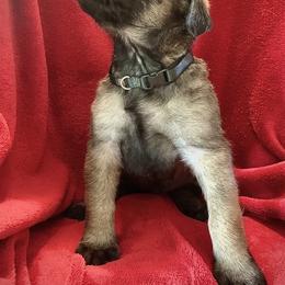 Mastiff Puppies from Eagle Pond Mastiffs