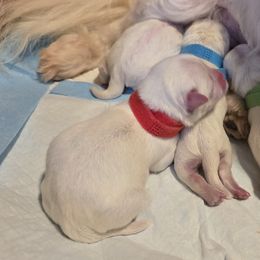 Romeo - White male Maltese puppy in Jacksonville, North Carolina from Grantham Maltese