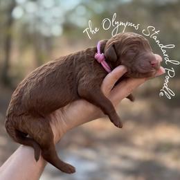 Coming Soon - Red  male Poodle puppy in Spring Hills, Florida from The Olympus Standard Poodle